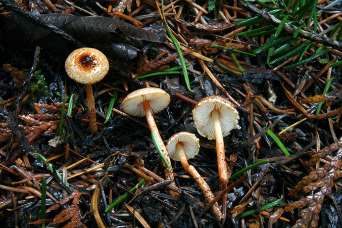 Lepiota castanea